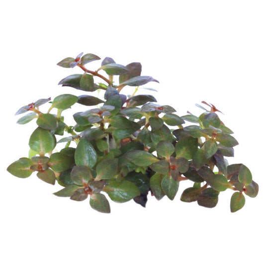 Easy Grow Ludwigia Palustris Mini Super Red