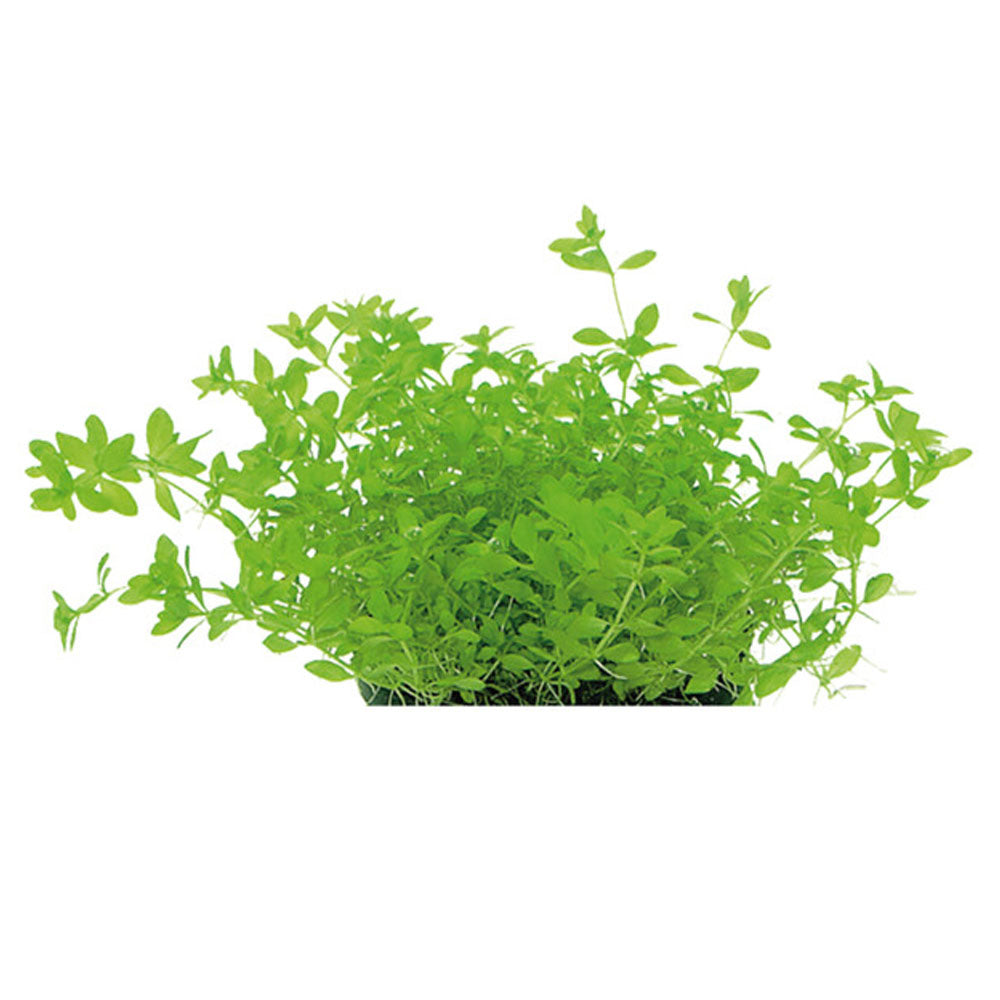 AquaFleur Easy Grow Micranthemum Micranthemoides