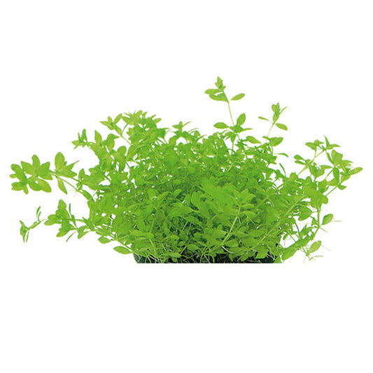 Easy Grow Micranthemum Micranthemoides