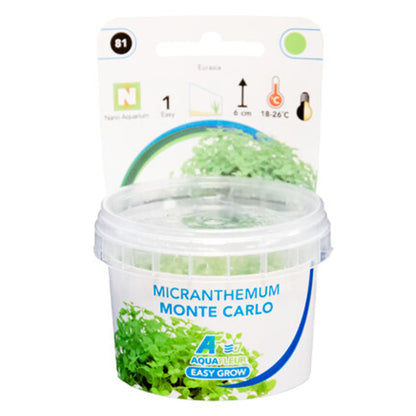 AquaFleur Easy Grow Micranthemum Monte Carlo