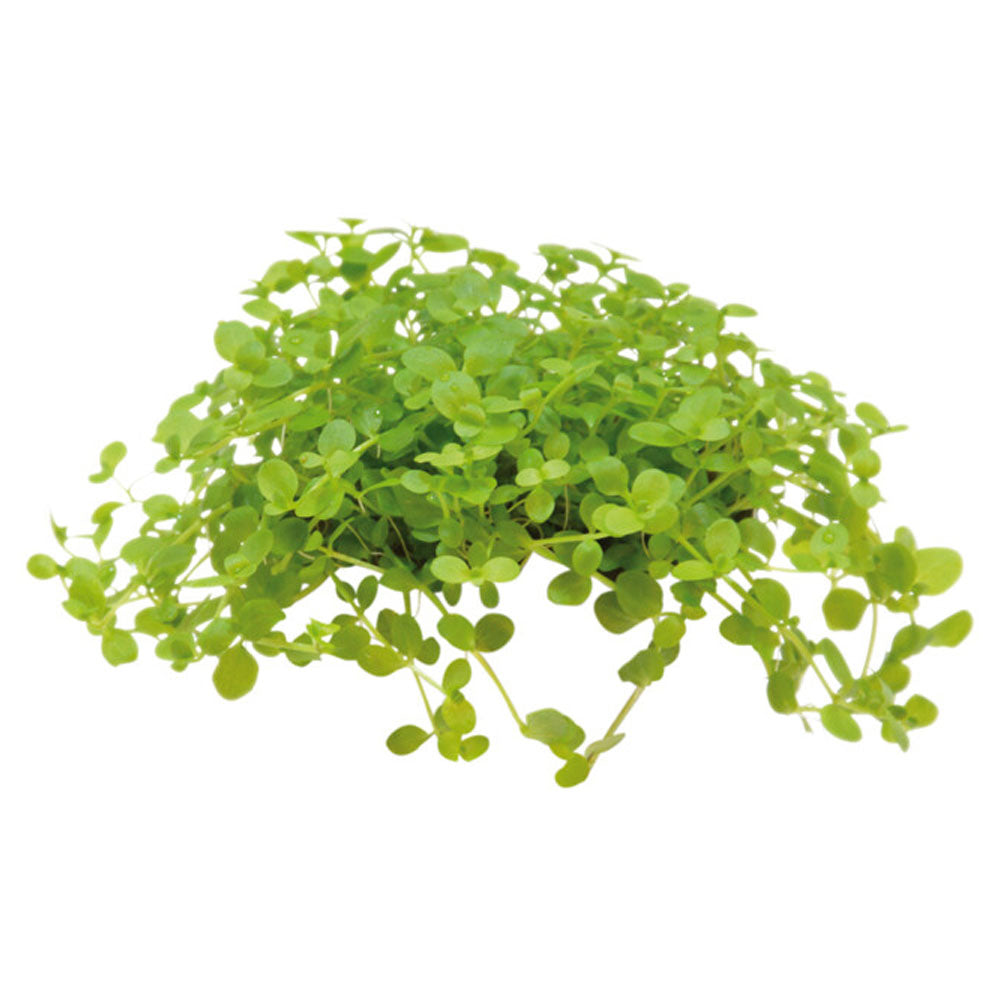 AquaFleur Easy Grow Micranthemum Monte Carlo