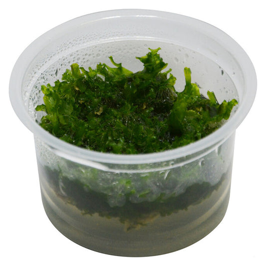 Easy Grow Monosolenium Tenerum