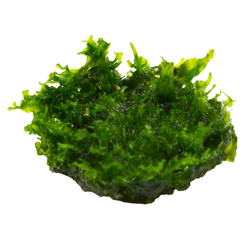Easy Grow Monosolenium Tenerum