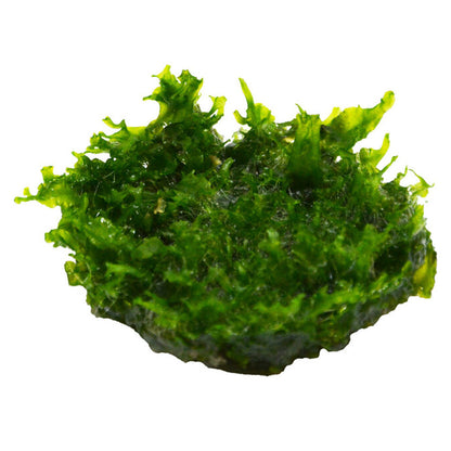 AquaFleur Easy Grow Monosolenium Tenerum