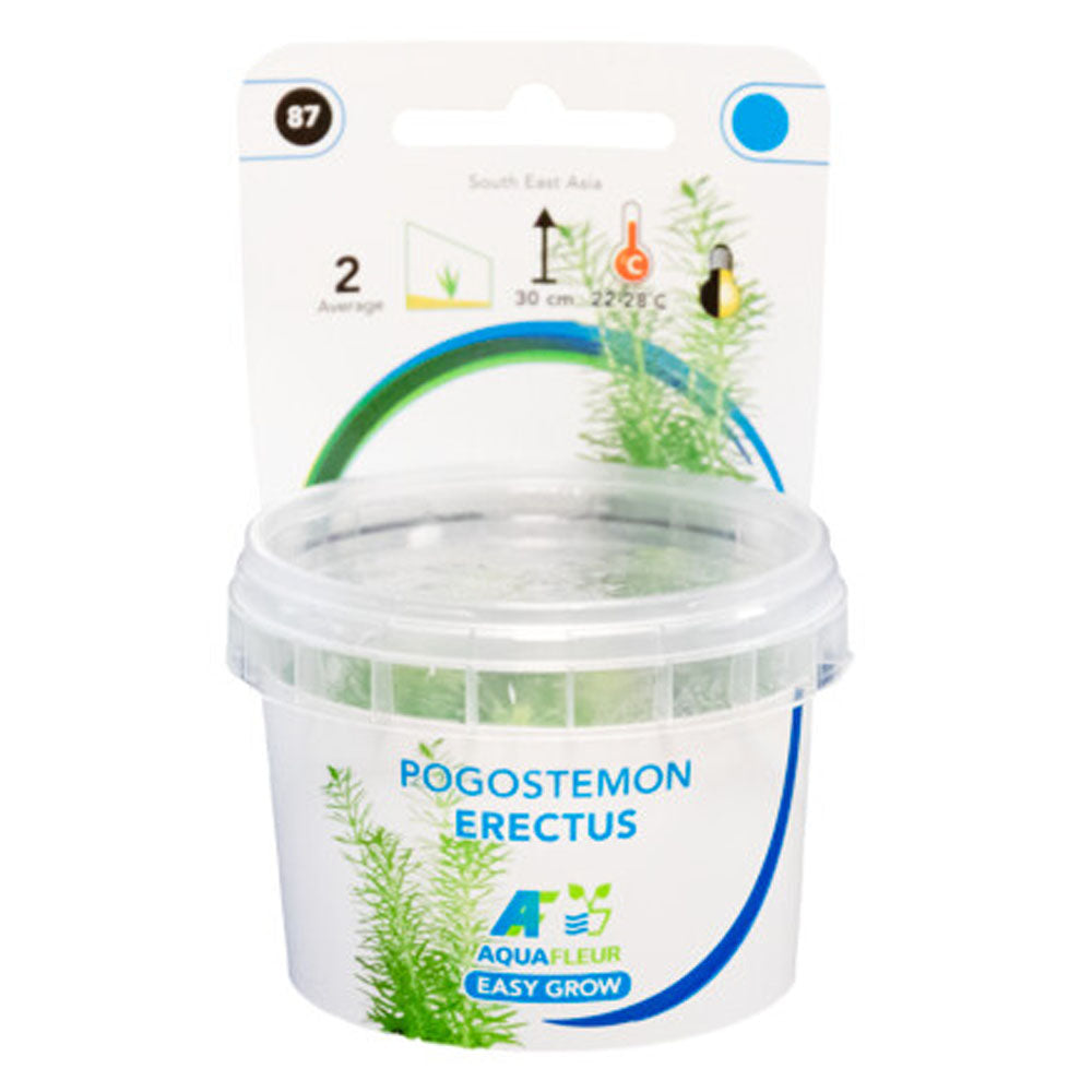 Easy Grow Pogostemon Erectus