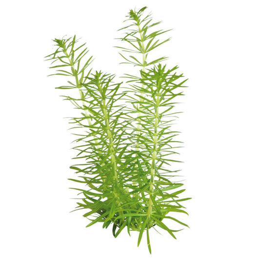 Easy Grow Pogostemon Erectus