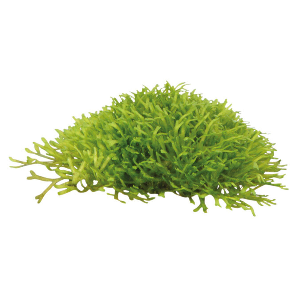 aquafleur Easy Grow Riccia Fluitans