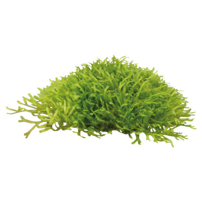 aquafleur Easy Grow Riccia Fluitans