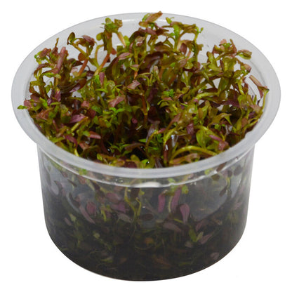 Easy Grow Rotala Blood Red