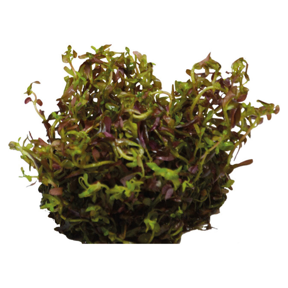 Easy Grow Rotala Blood Red