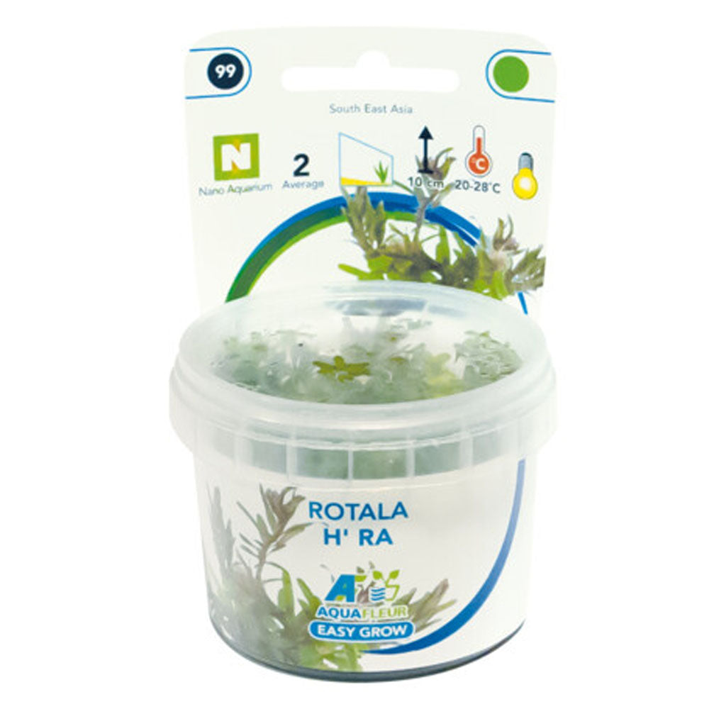Easy Grow Rotala H'ra