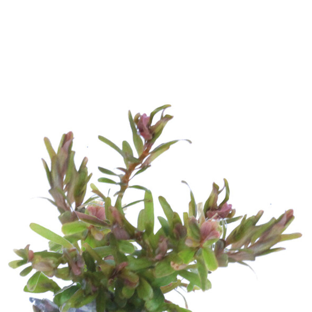 AquaFleur Easy Grow Rotala H'ra