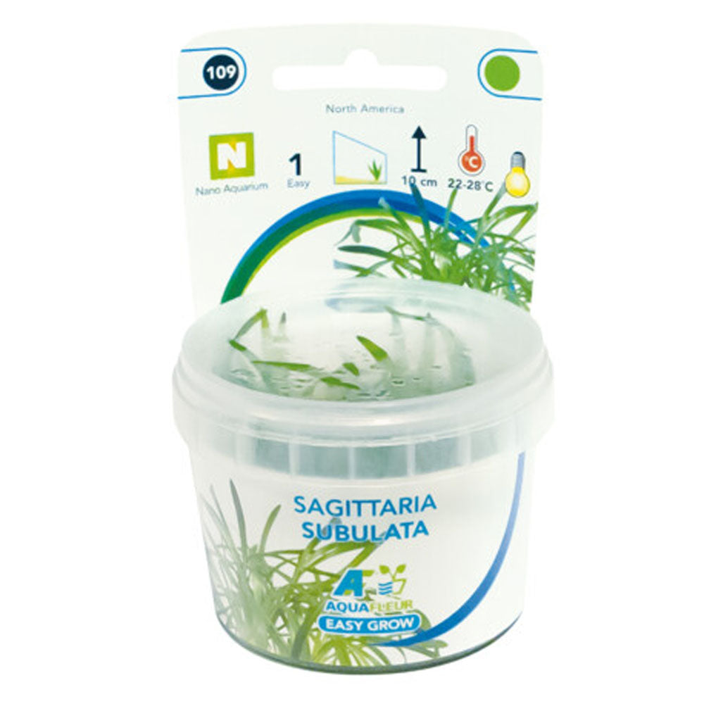 AquaFleur Easy Grow Sagittaria Subulata