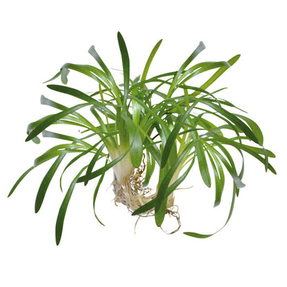AquaFleur Easy Grow Sagittaria Subulata