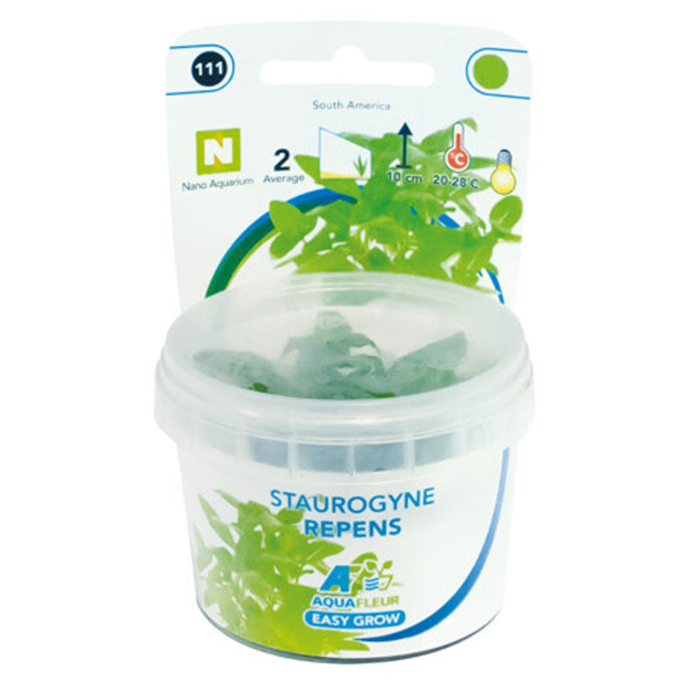 AquaFleur Easy Grow Staurogyne Repens
