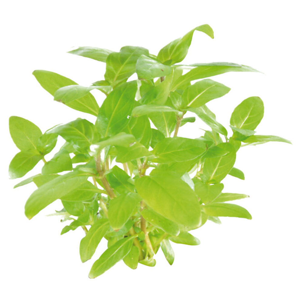 Easy Grow Staurogyne Repens