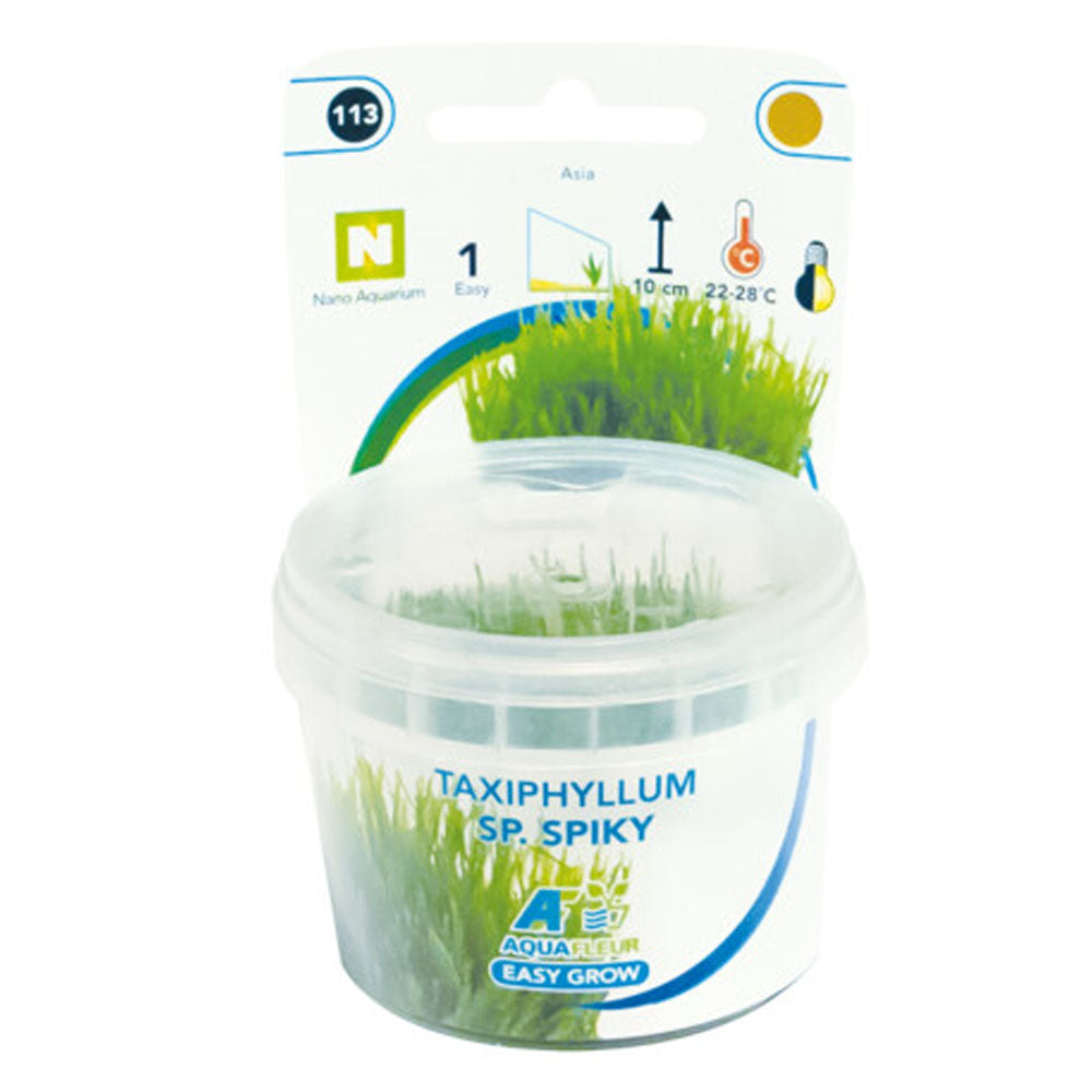 Easy Grow Taxiphyllum Spiky