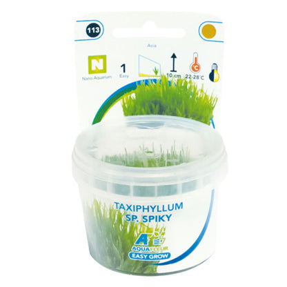 AquaFleur Easy Grow Taxiphyllum Spiky