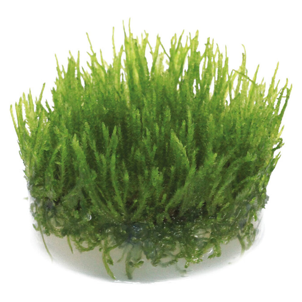 Easy Grow Taxiphyllum Spiky
