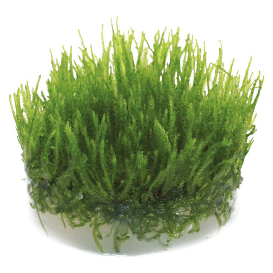 Easy Grow Taxiphyllum Spiky