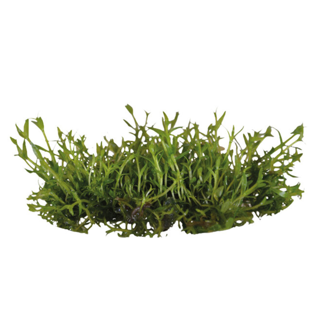 AquaFleur Easy Grow Gratiola Viscidula