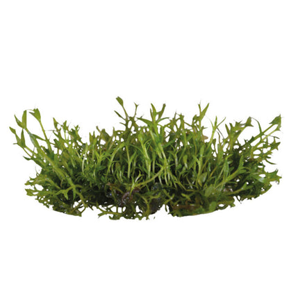AquaFleur Easy Grow Gratiola Viscidula