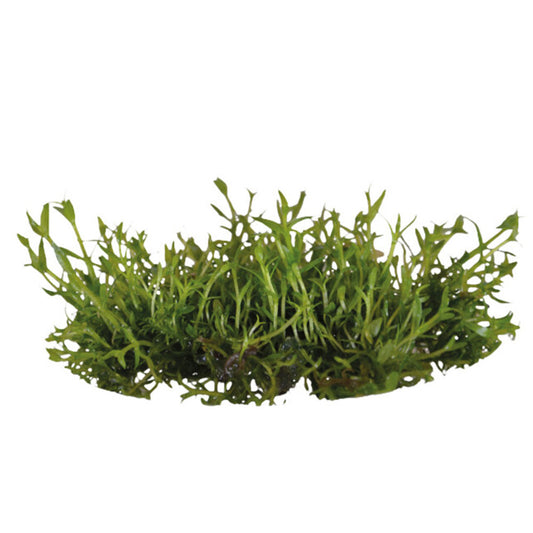 Easy Grow Gratiola Viscidula
