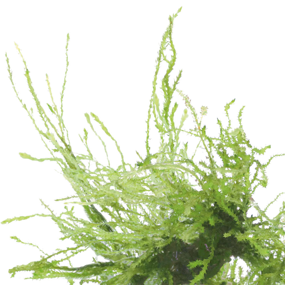 Easy Grow Vesicularia Weeping Moss