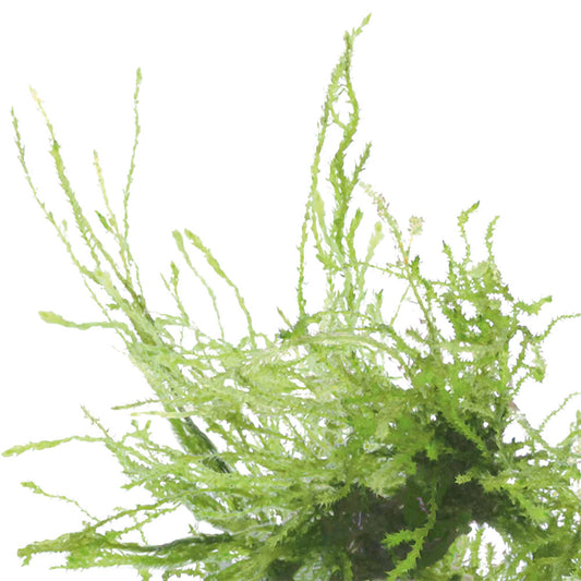 Easy Grow Vesicularia Weeping Moss