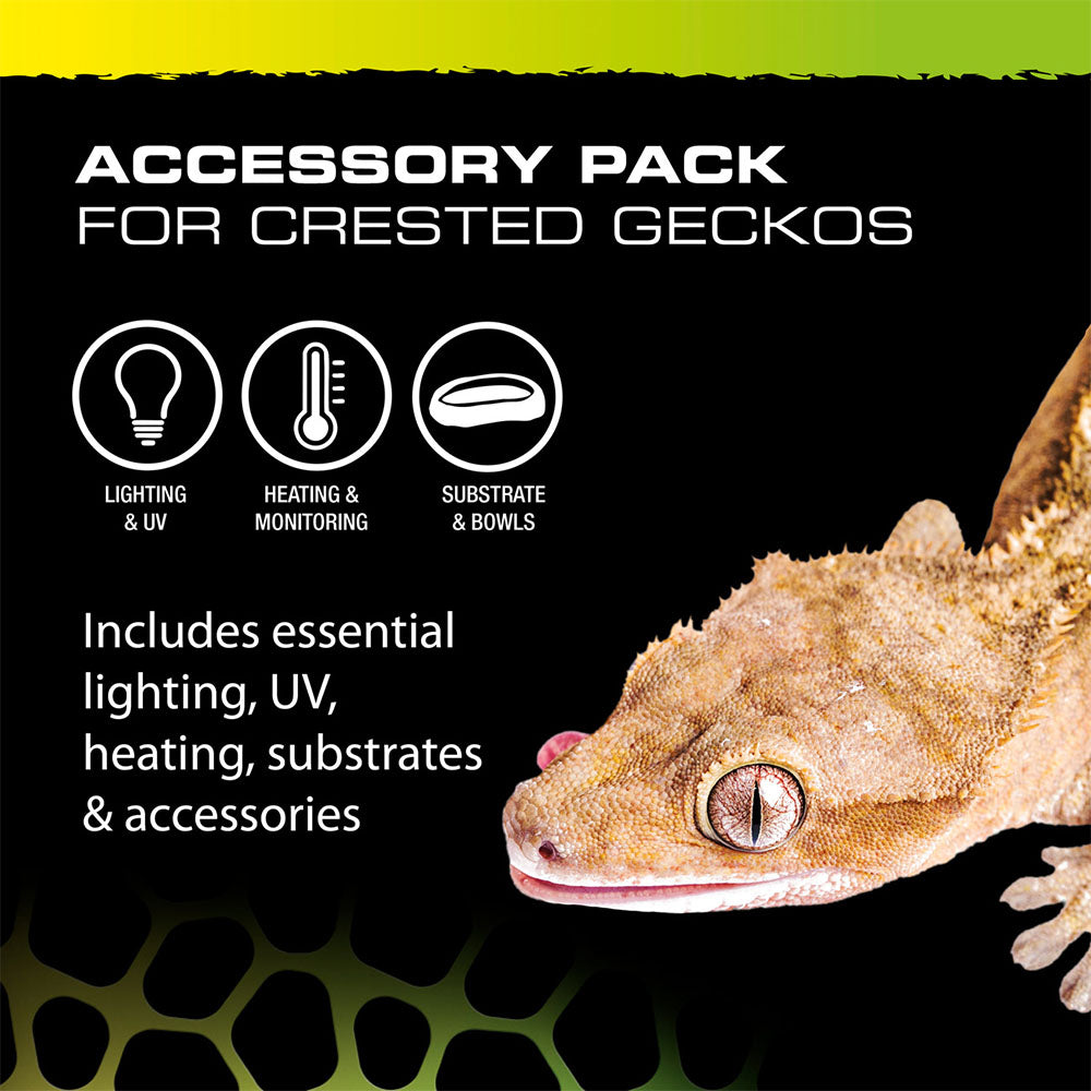 Crested Gecko Starter Kit