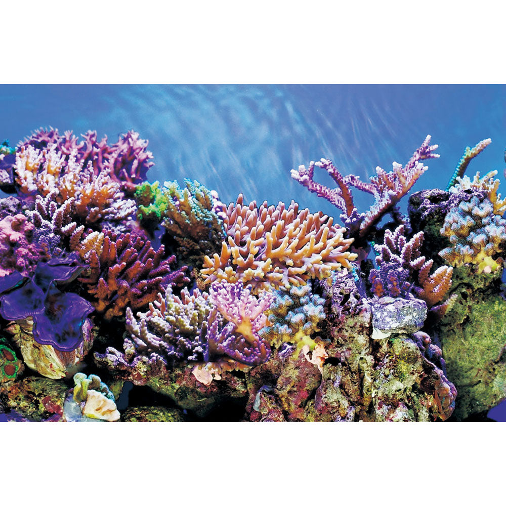 SuperFish Deco Poster Aquarium Background A