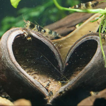 Thelambu Pods (1pk)