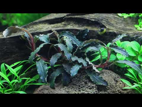 Tropica Bucephalandra Kedagang 1 2 Grow - Pond Planet