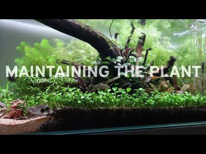 Marsilea Hirsuta 1-2-Grow