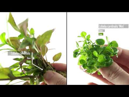 Lobelia Cardinalis Mini 1-2-Grow