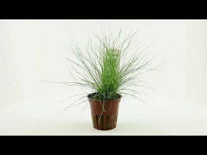 Eleocharis Pusilla Mini 1-2-Grow