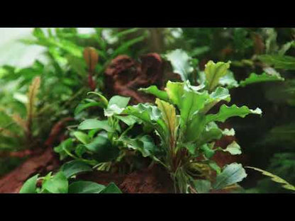 Bucephalandra Pygmaea Bukit Kelam 1-2-Grow