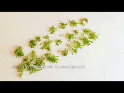 Micranthemum Tweediei Monte Carlo 1-2-Grow