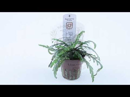 Hygrophila Pinnatifida 1-2-Grow