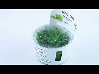 Pogostemon Helferi 1-2-Grow