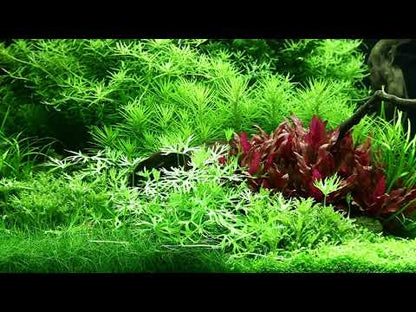 Ranunculus Inundatus 1-2-Grow