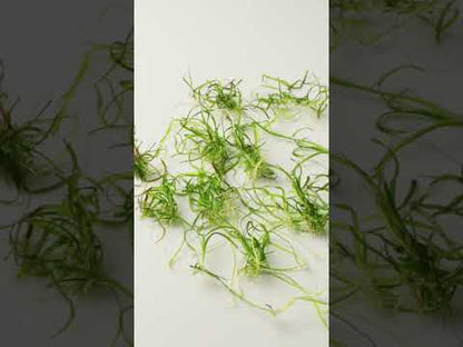Sagittaria Subulata 1-2-Grow