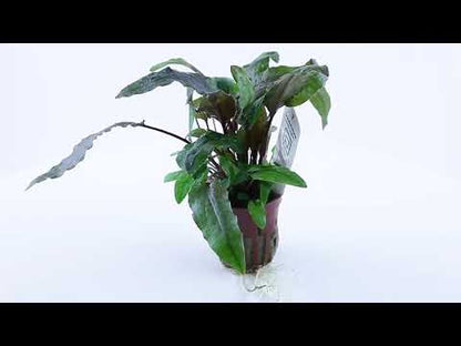 Cryptocoryne Wendtii Green 1-2-Grow